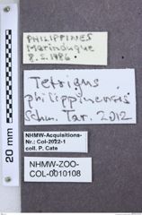 Etiketten zu Agriotes incallidus (NHMW-ZOO-COL-0010108)